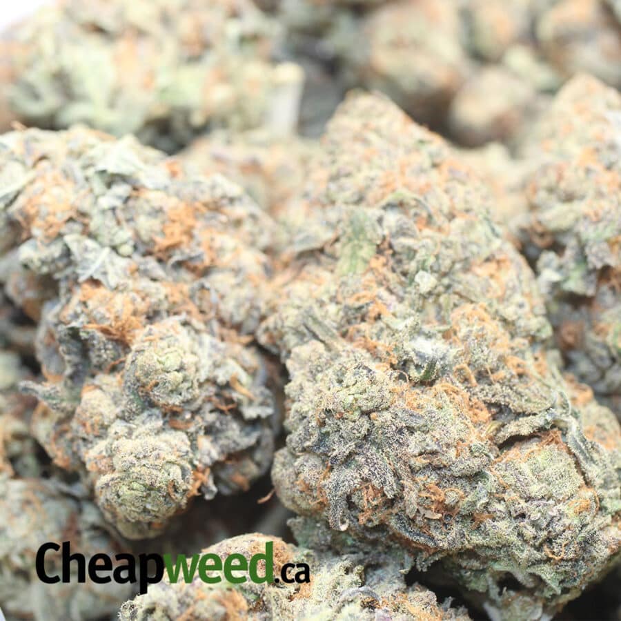 TROP CHERRY 1 I Tropicanna Cherry