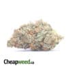 Tropicanna Cherry