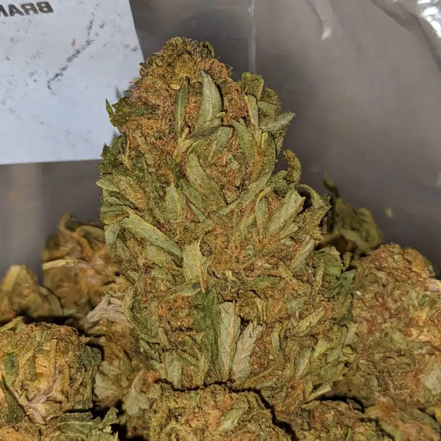 WHITE HAZE AA 1 I AA+ Pine Kush