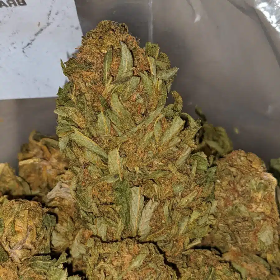 WHITE HAZE AA 2 I AA+ Pine Kush