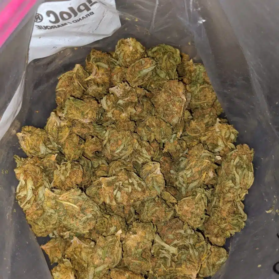 WHITE HAZE AA 4 I AA+ Pine Kush