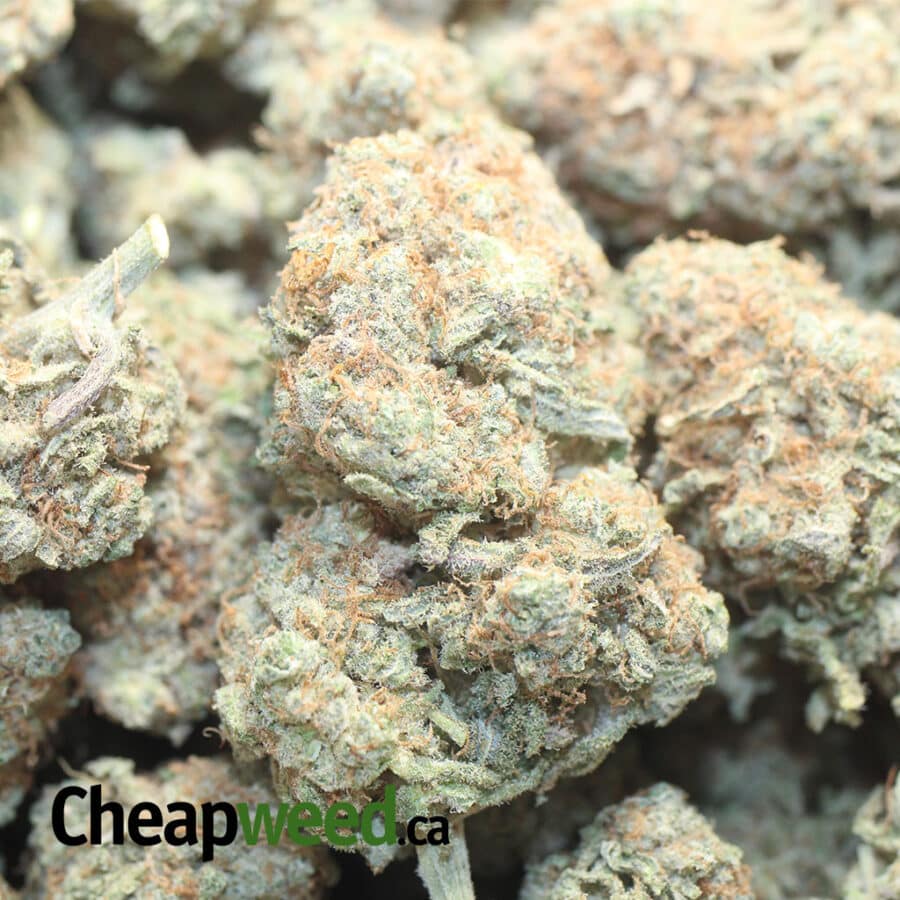 WHITE TRAINHAZE 2 I White Train Haze