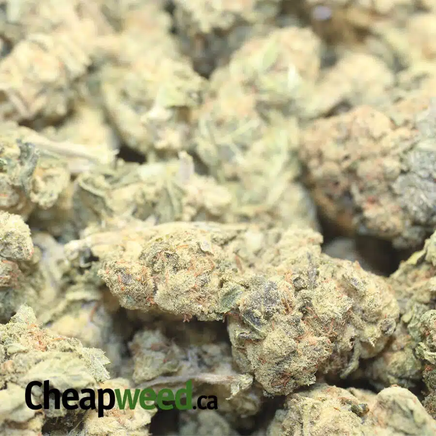 YELO CONGO DOD 1 I Yellow Congo - *Deal Of The Day*