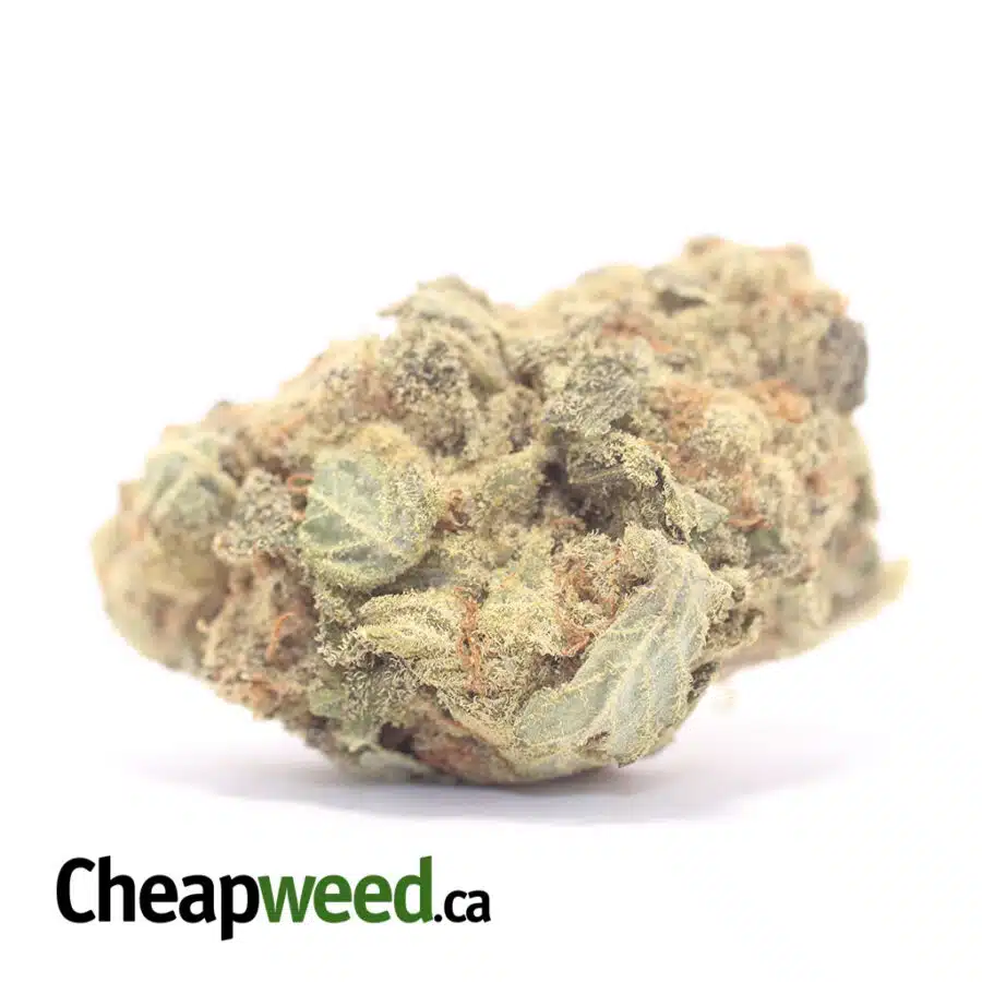 Yellow Congo - *Deal Of The Day*