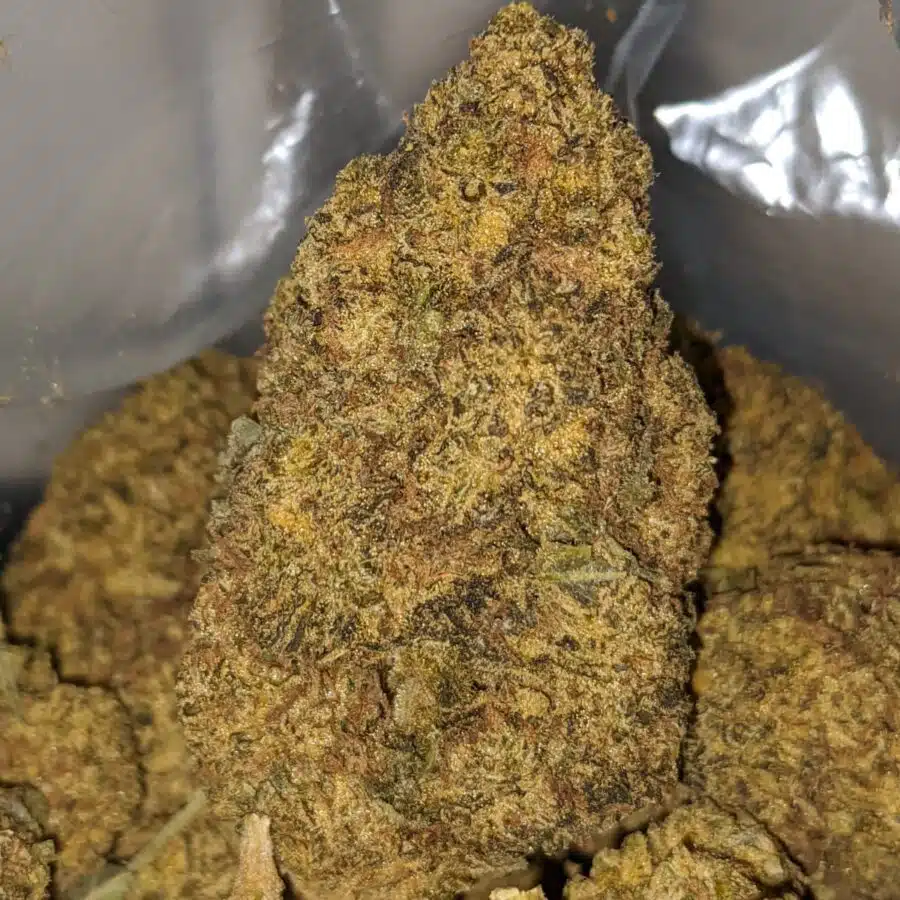 aa bubbleberry 1 1 I Purple Bubbleberry
