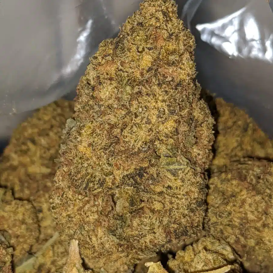 Alternative view of Purple Bubbleberry