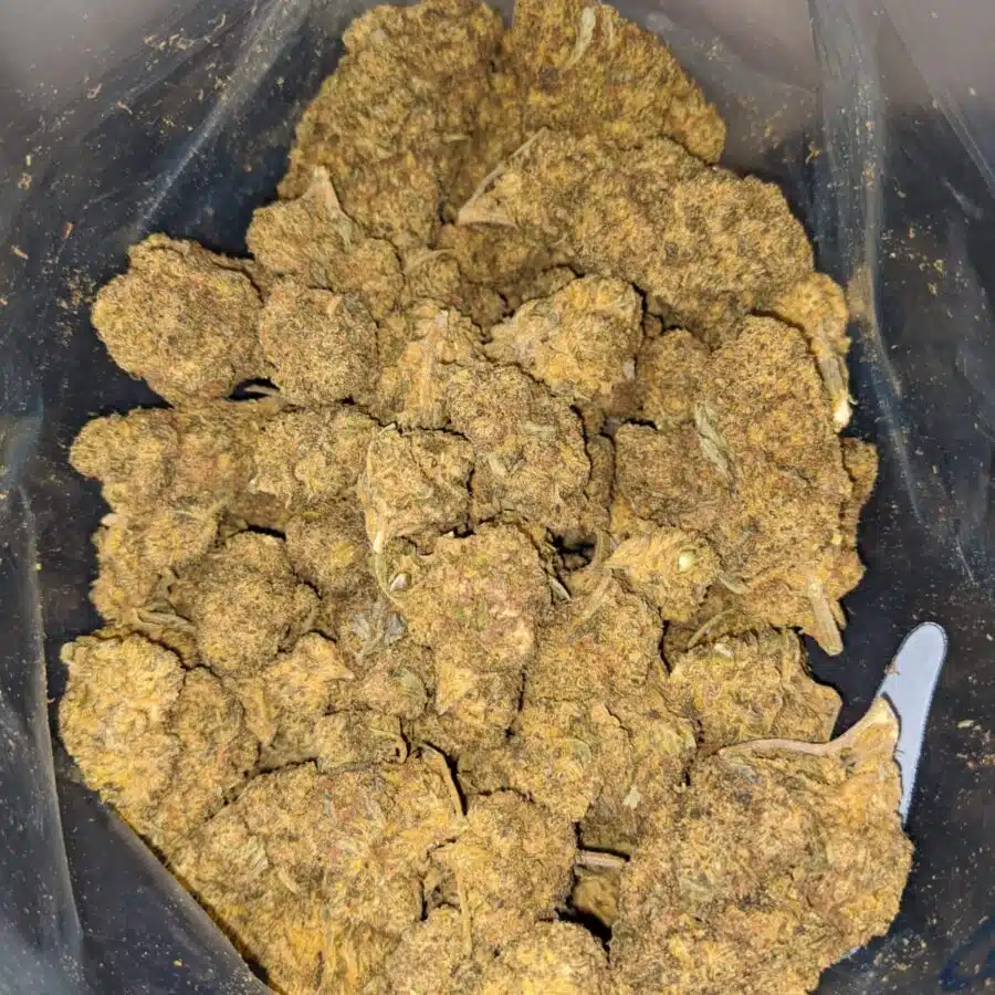 aa bubbleberry 3 1 I Purple Bubbleberry