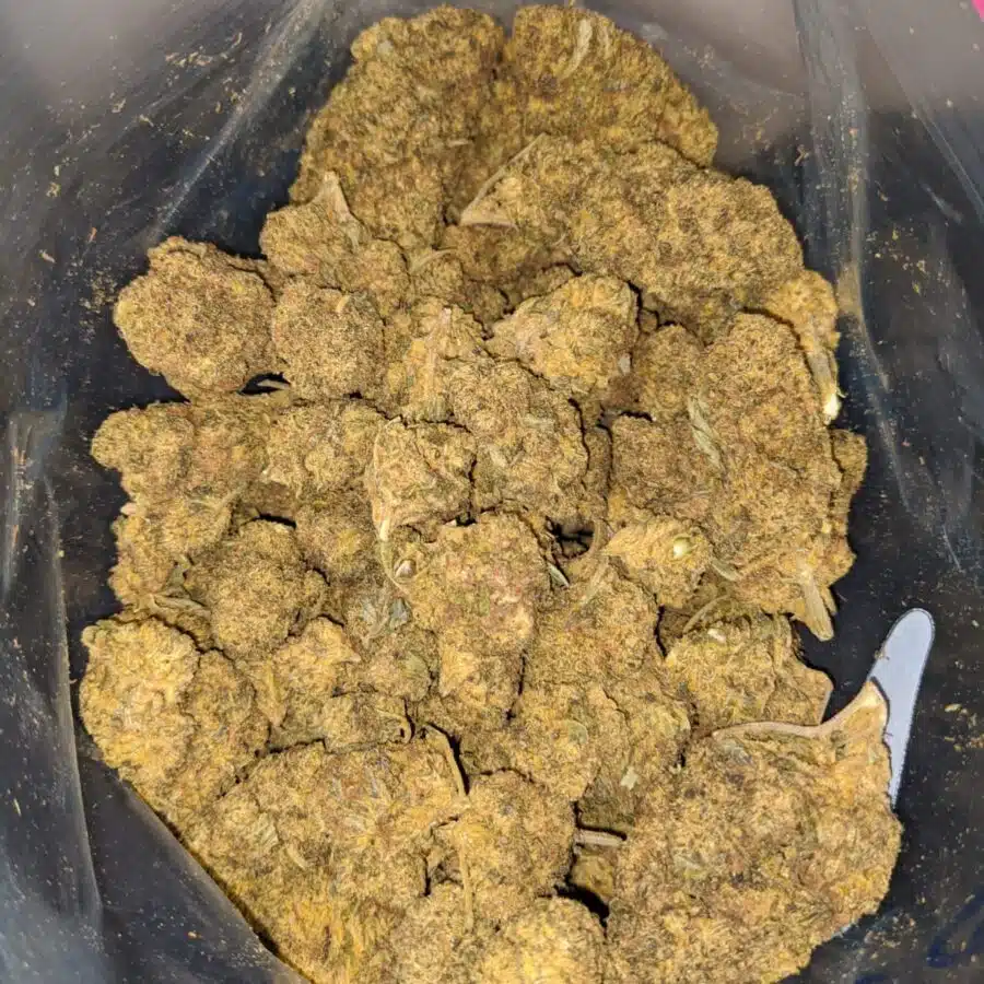 Purple Bubbleberry