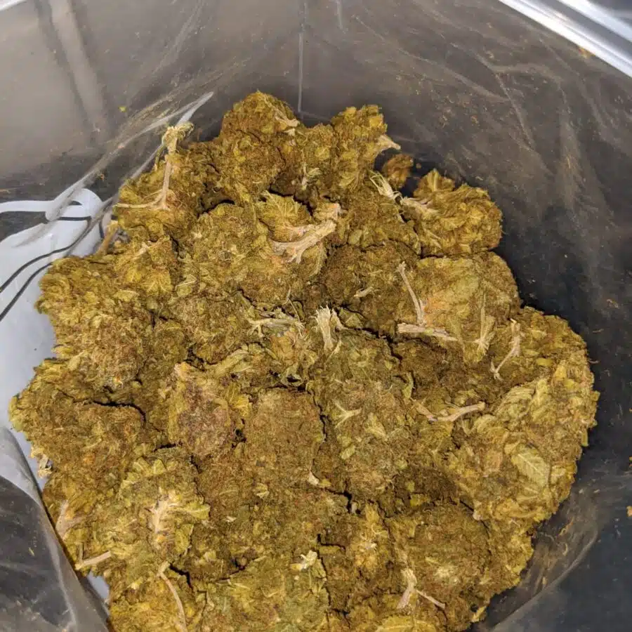 Budget Kush