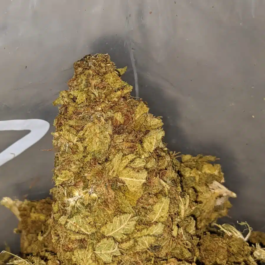 Alternative view of Budget Kush