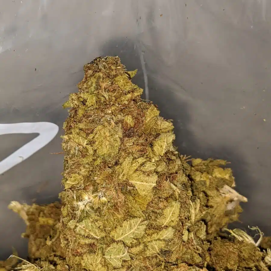 aa budget kush 3 I Budget Kush