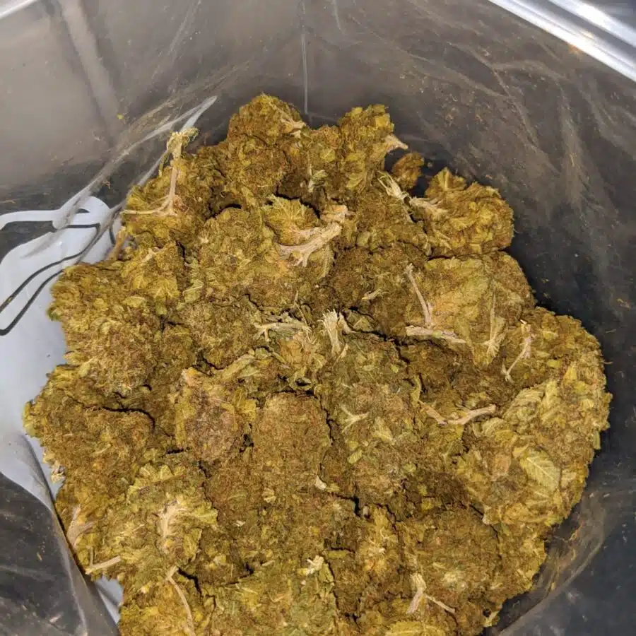 aa budget kush 4 I Budget Kush