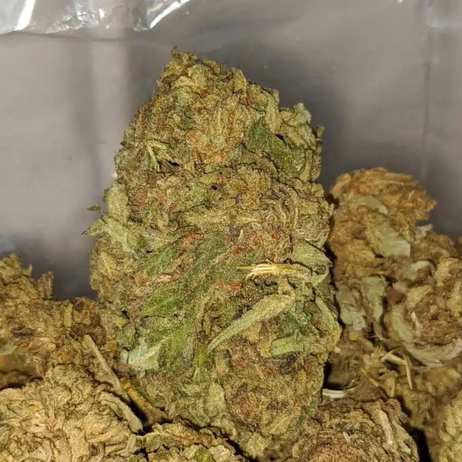 aa white haze 1 I AA+ White Haze