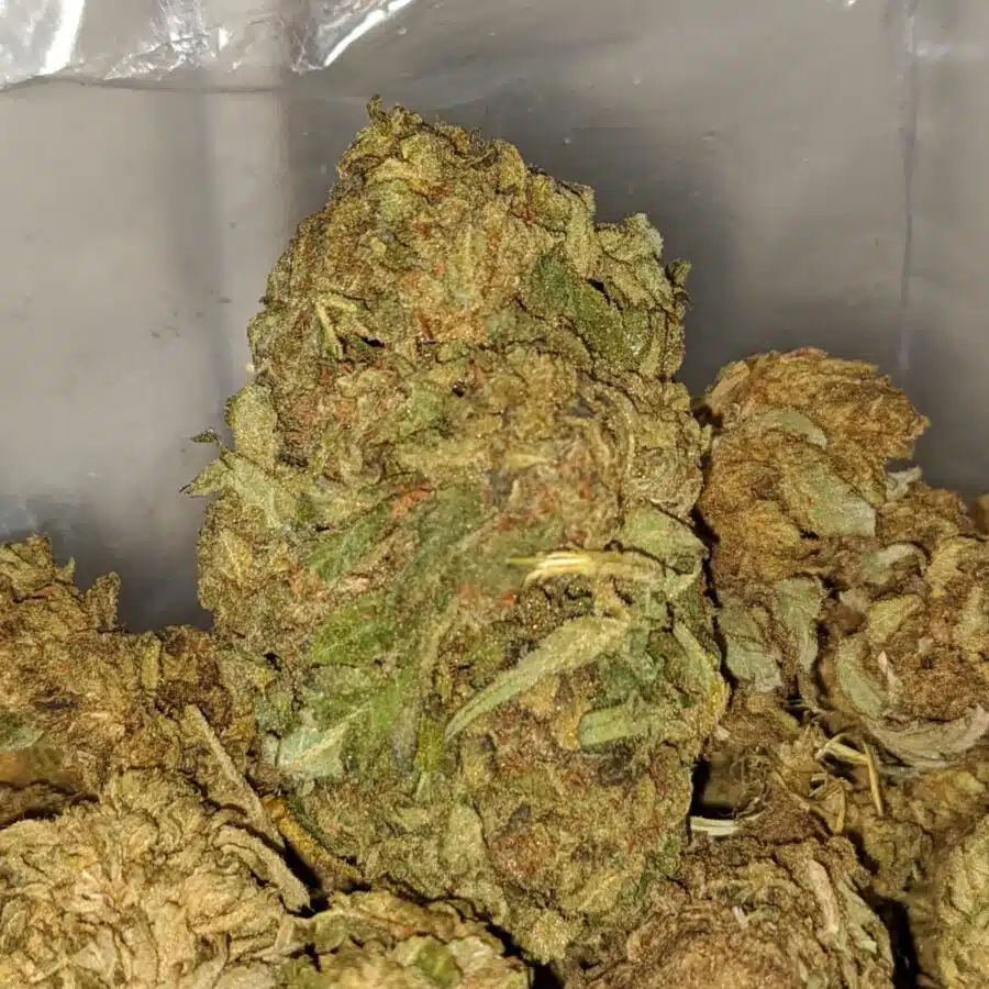 aa white haze 2 I AA+ White Haze