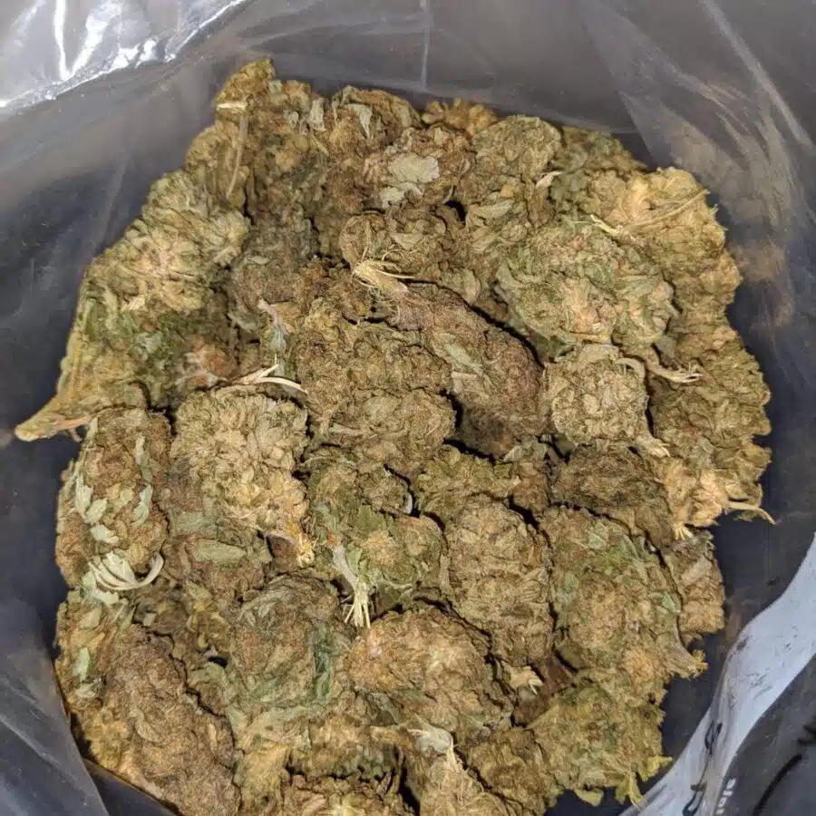 aa white haze 3 I AA+ White Haze