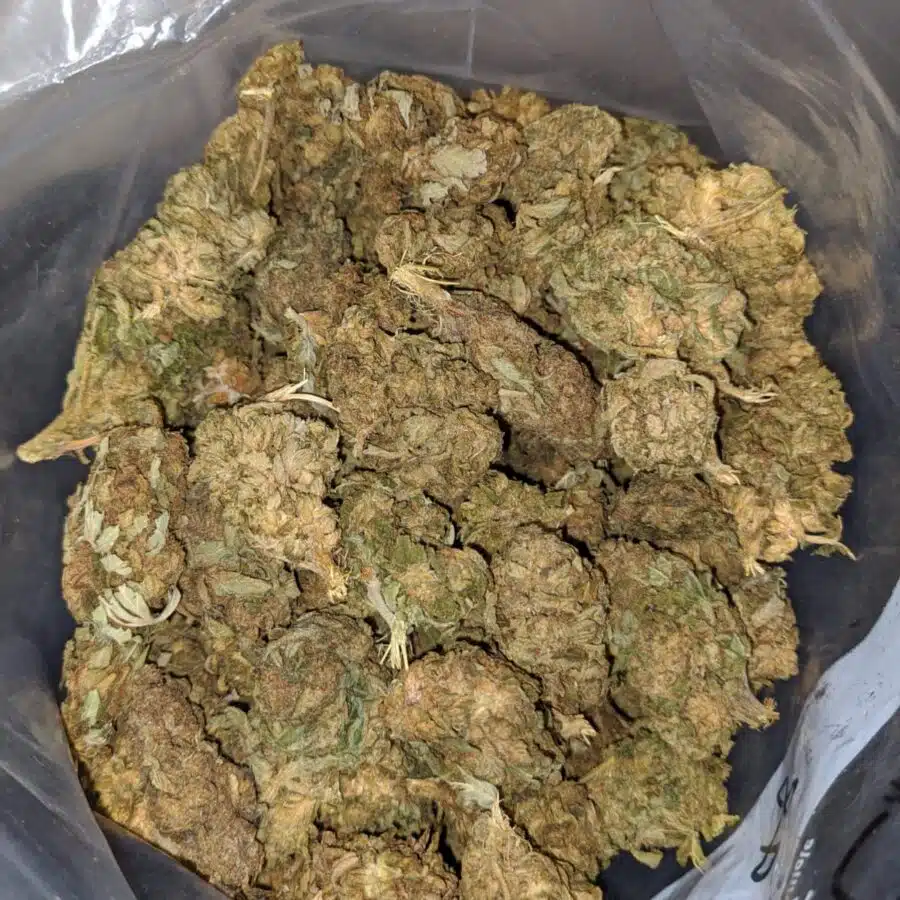 aa white haze 4 I AA+ White Haze