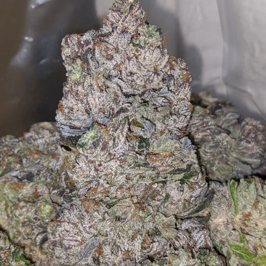 black comatose aaaa 5 I Black Comatose AAAA+