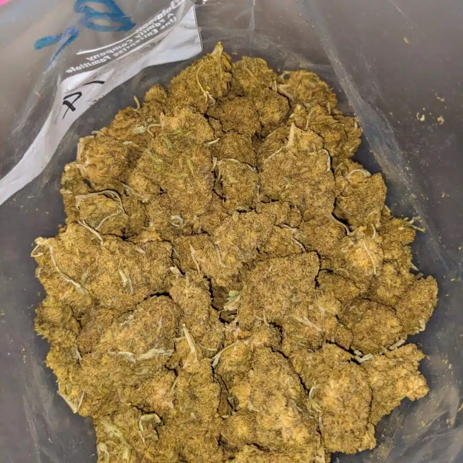 black kush aa 3 I Black Kush AA+