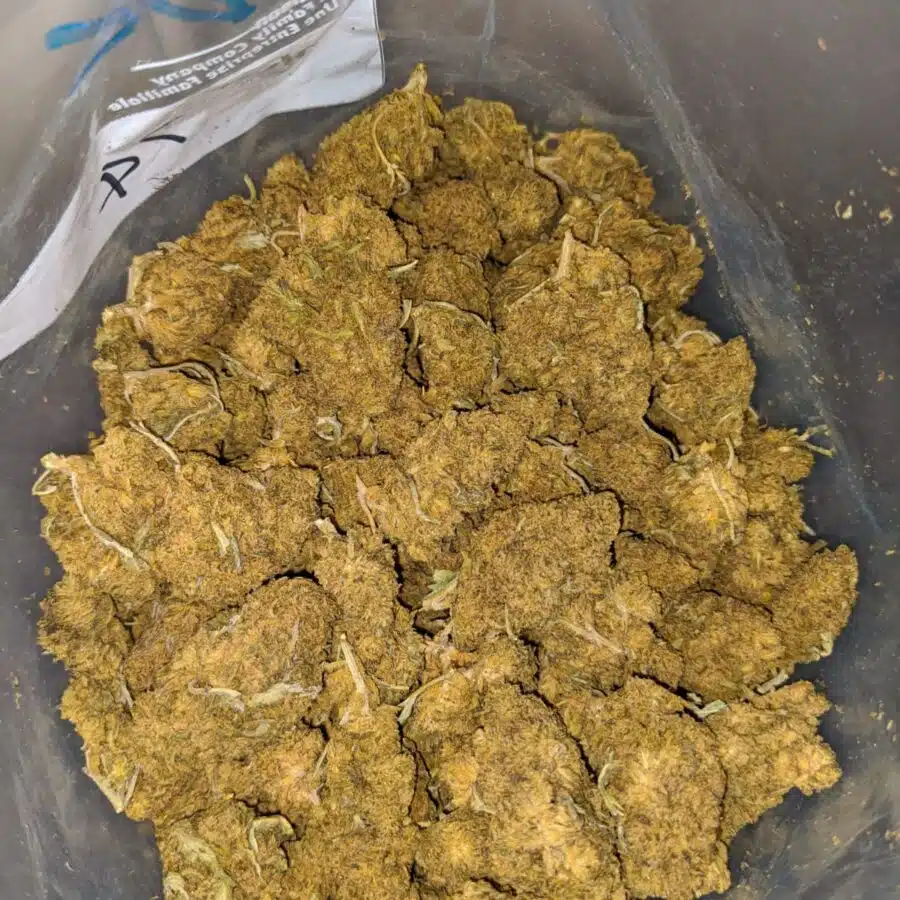 black kush aa 4 I Black Kush AA+