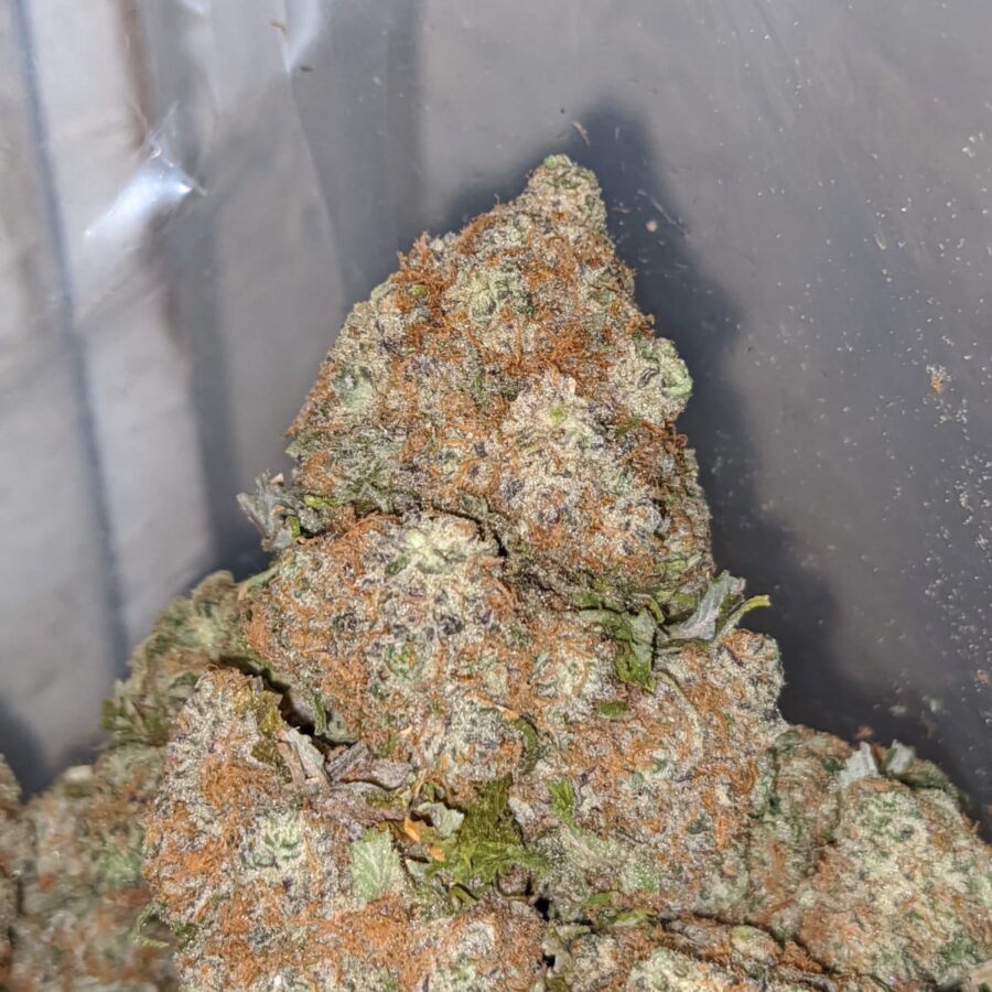 cannalope melon 1 I Cannalope Melon