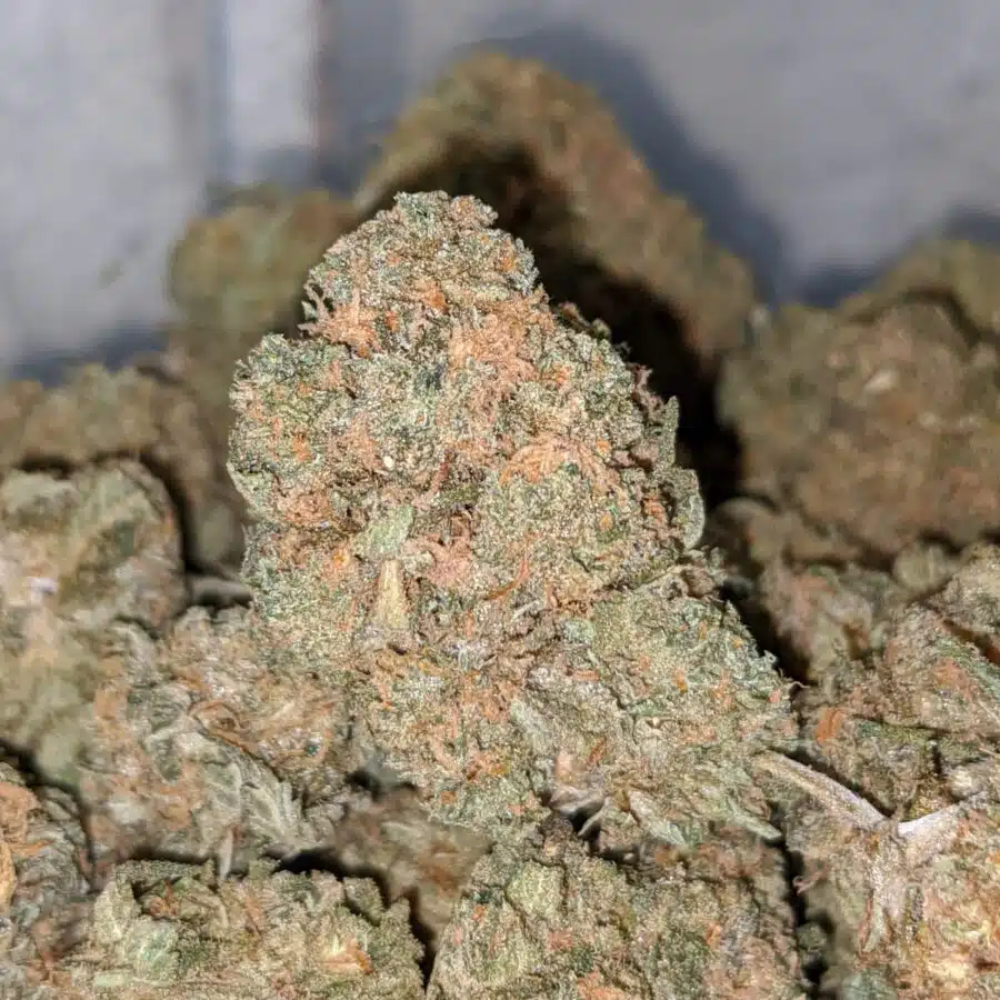choc candy doid 1 I Emma's Cactus Breath