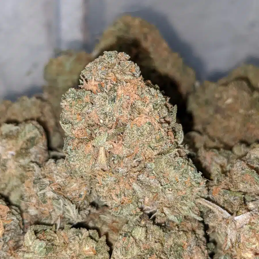 choc candy doid 2 I Emma's Cactus Breath