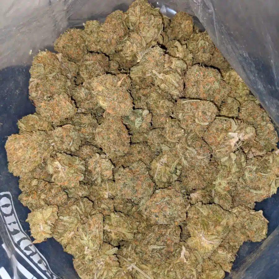 choc candy doid 3 I Emma's Cactus Breath