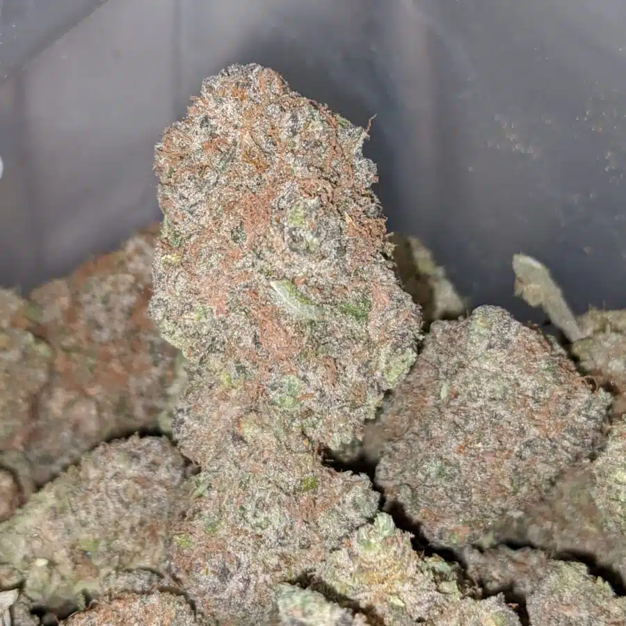 chocolate kush 1 I Chocolate Kush AAA