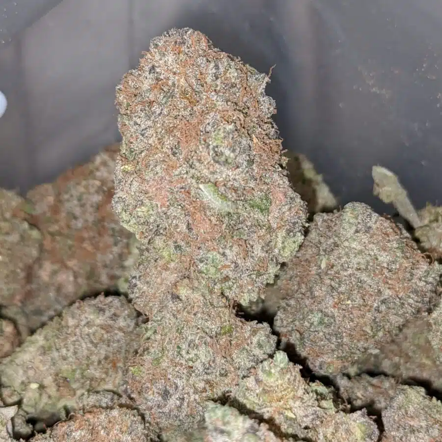 chocolate kush 2 I Chocolate Kush AAA