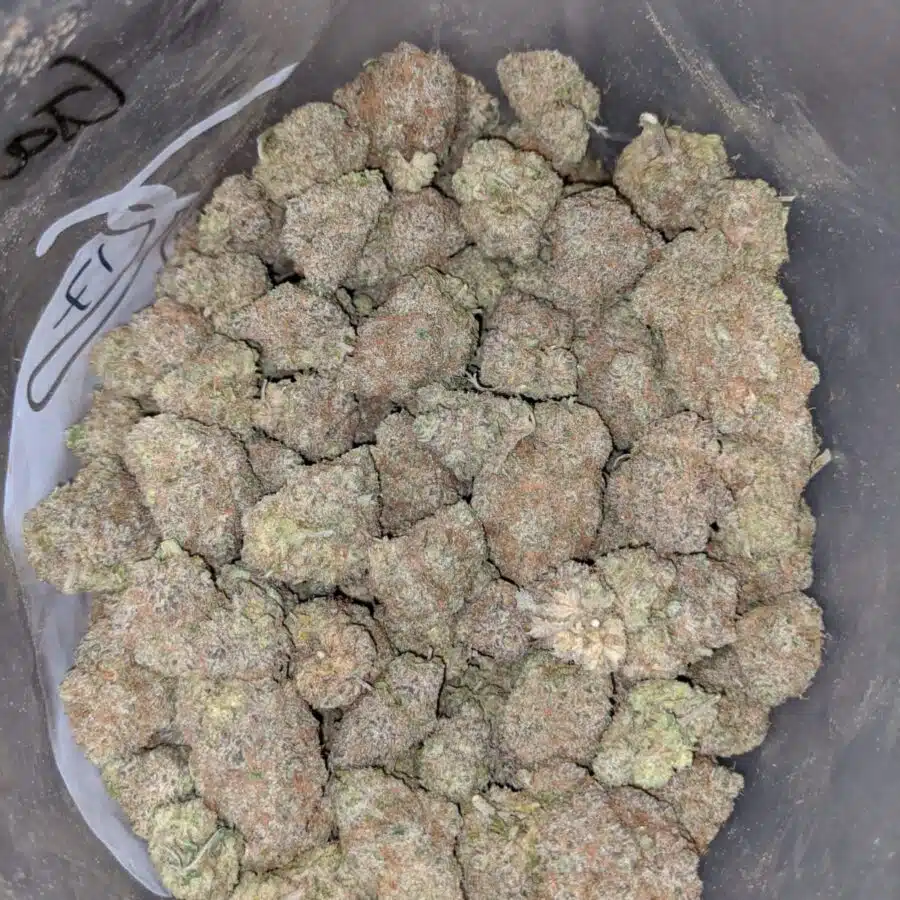 chocolate kush 3 I Chocolate Kush AAA