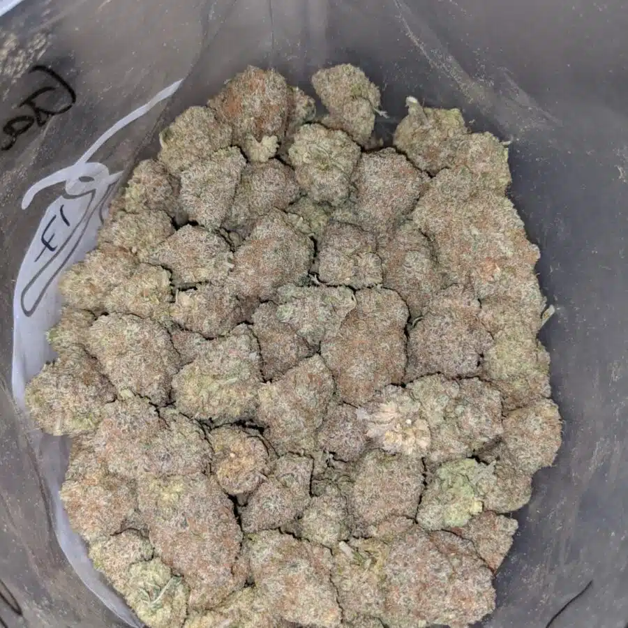 chocolate kush 4 I Chocolate Kush AAA