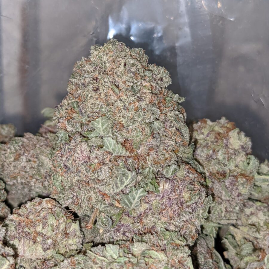 durban poison 1 I White Magic