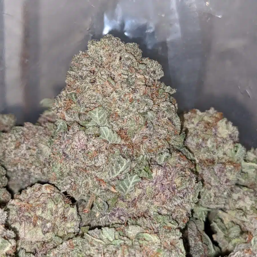 durban poison 2 I White Magic