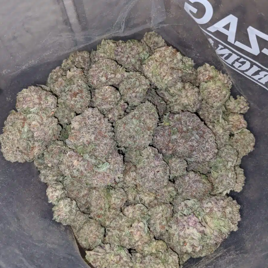 durban poison 4 I White Magic