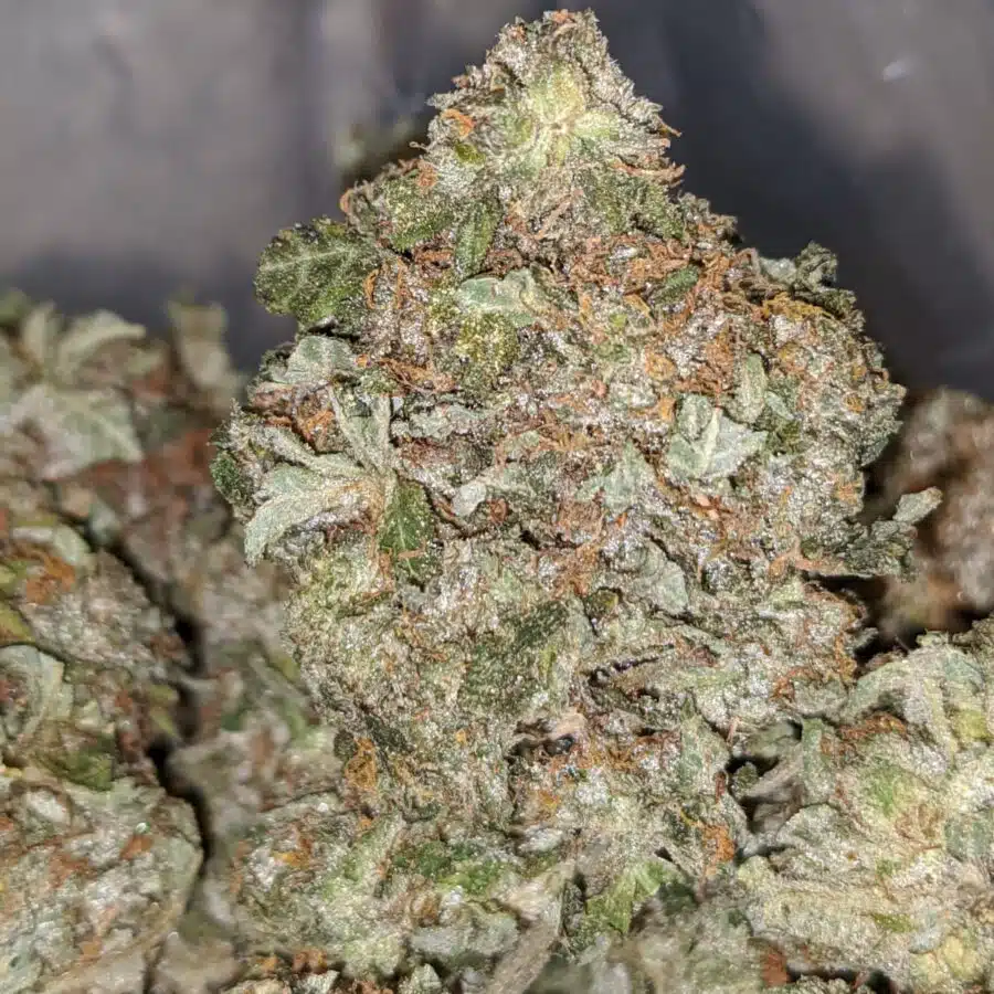 egb 1 I Emma's Gas Bubba