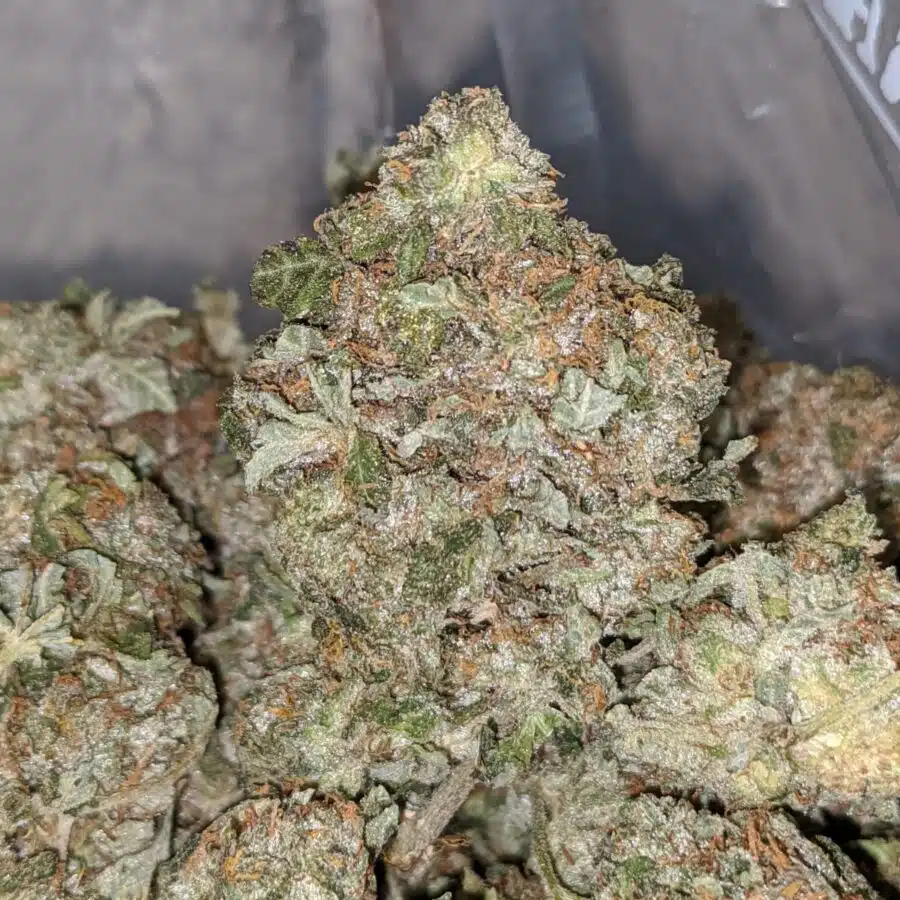 egb 2 I Emma's Gas Bubba