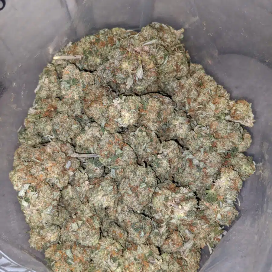 emma l o g 3 I Walter White Bubba - *Deal Of The Day*
