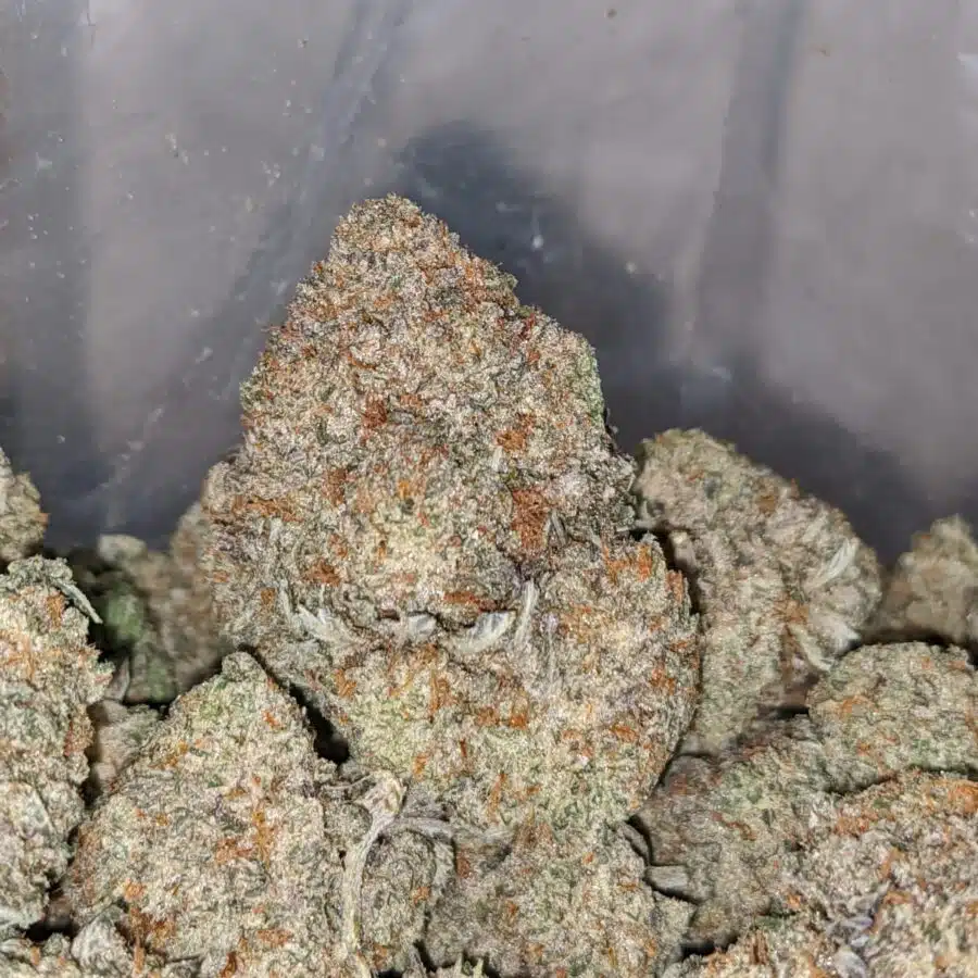 grease monkey aaa 1 I Grease Monkey AAA