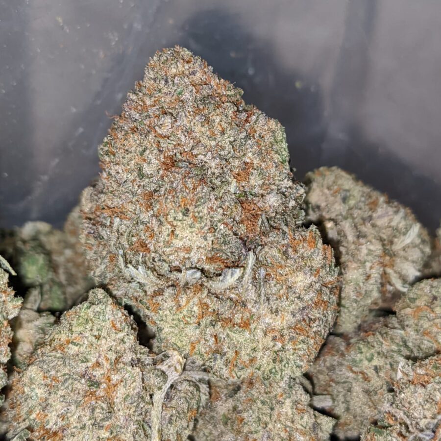 grease monkey aaa 2 I Grease Monkey AAA