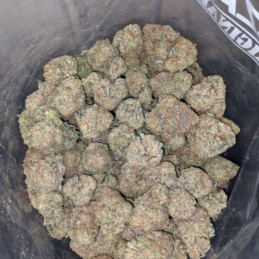 grease monkey aaa 3 I Grease Monkey AAA