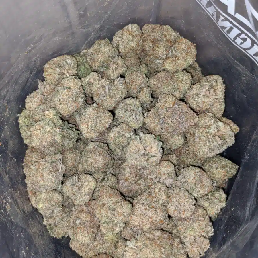 grease monkey aaa 3 I Grease Monkey AAA