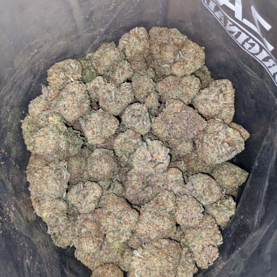 grease monkey aaa 4 I Grease Monkey AAA