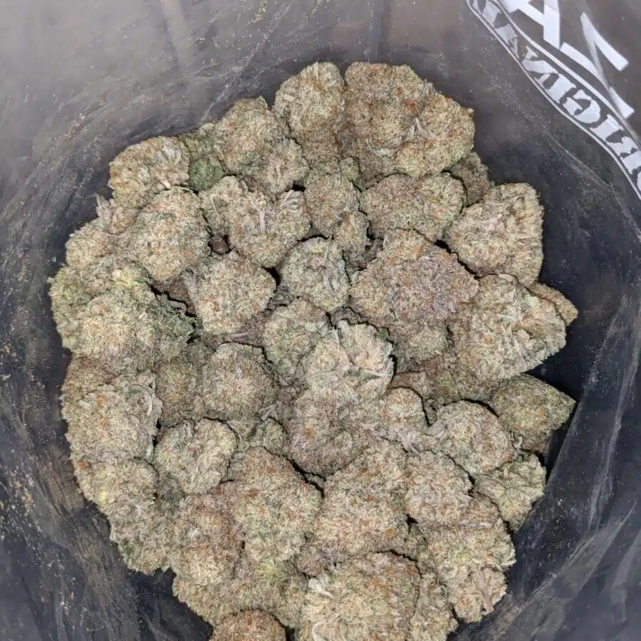 grease monkey aaa 4 I Grease Monkey AAA