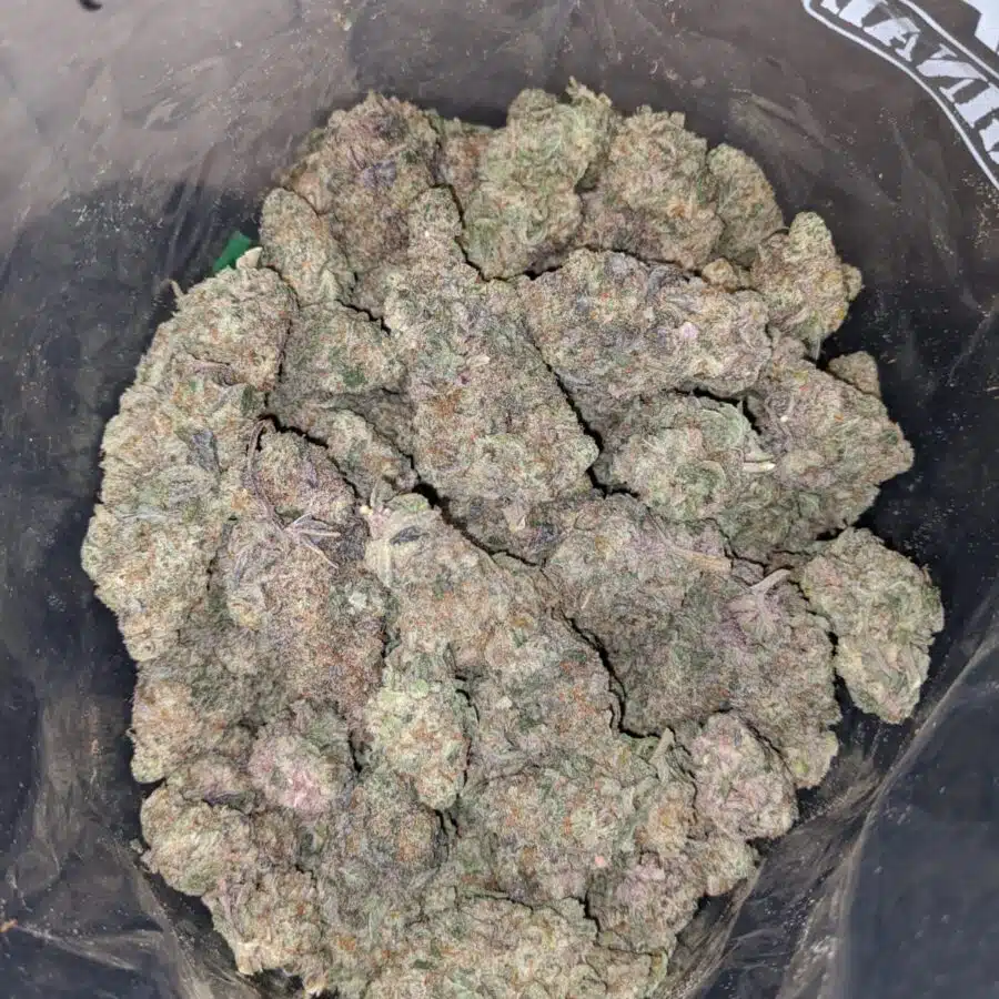 mac10 x georgia pie 4 I Mac 10 x Georgia Pie