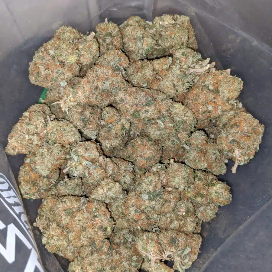 og kush aaa 1 I Master OG