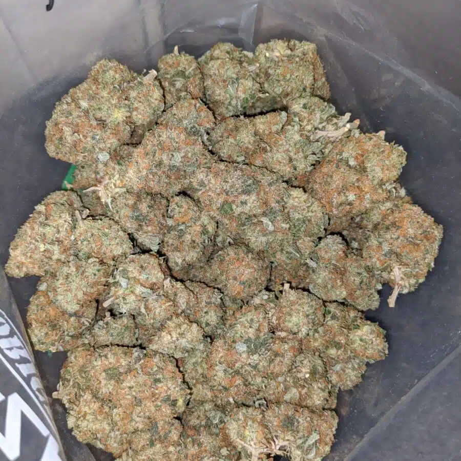 og kush aaa 4 I Master OG