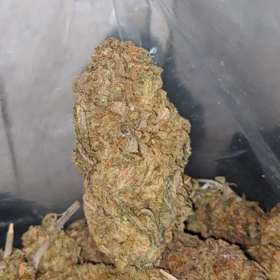pineapple deal of the day 3 I Pineapple - *Deal of the Day*