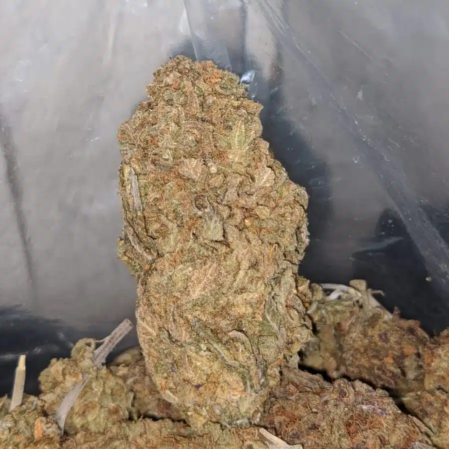 pineapple deal of the day 4 I Pineapple - *Deal of the Day*