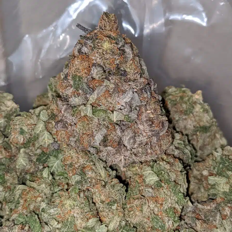 purple cream dod 1 I Purple Cream - *Deal Of The Day*