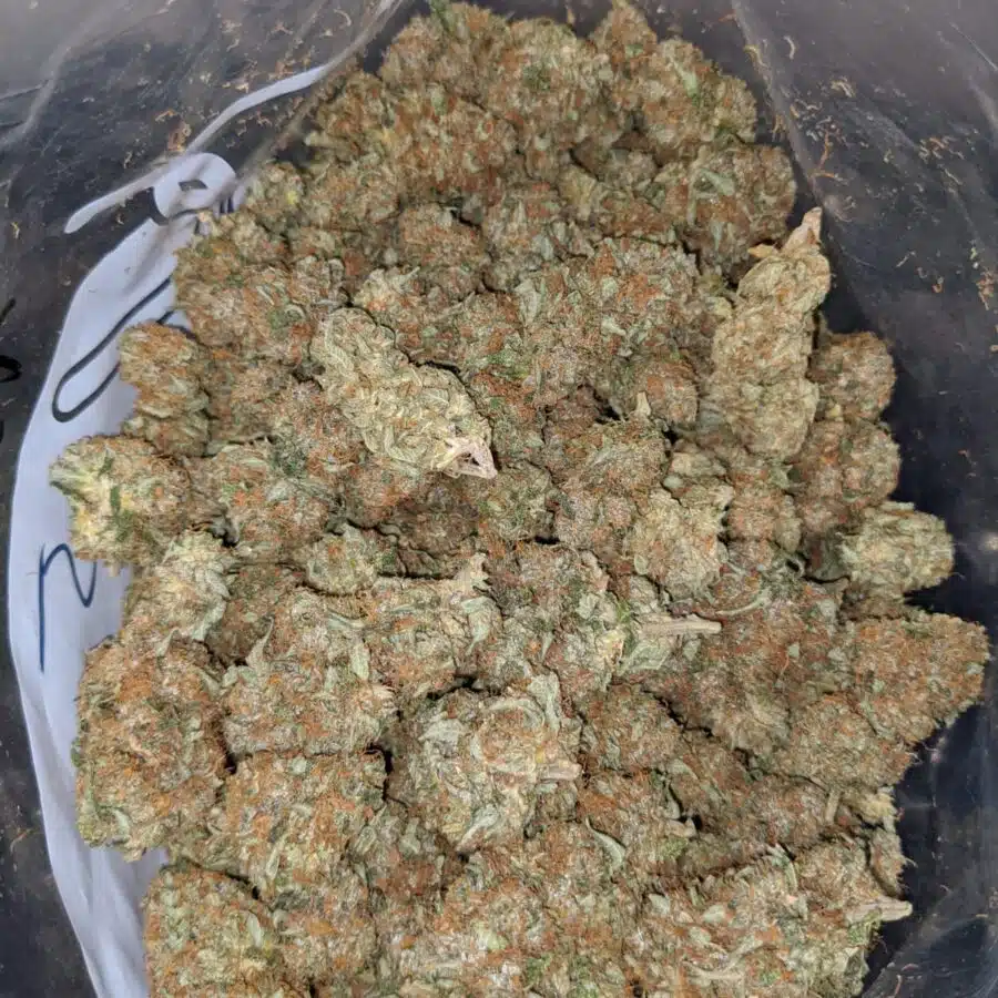tonys jedi kush 3 I Tony's Jedi Kush